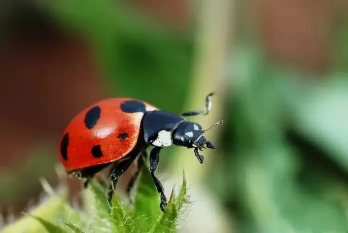 anting-anting alang sa luck-ladybug