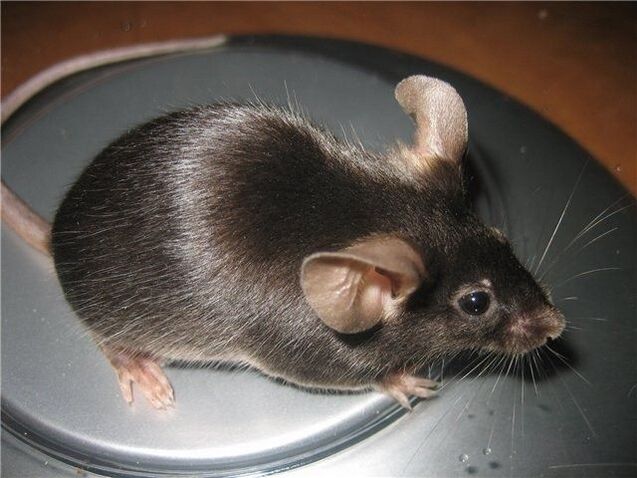 pangdekorasyon mouse sa pagdani sa salapi